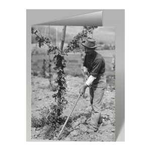 Hop Picker Note Card